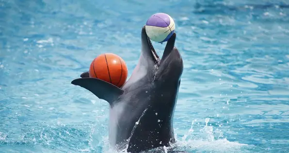 Dubai Dolphinarium